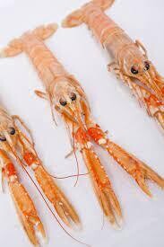 Langoustines, FZ-1#