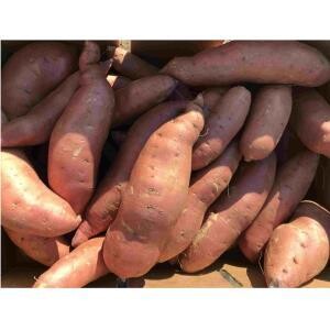 Sweet Potatoes, Organic Jewel-2#