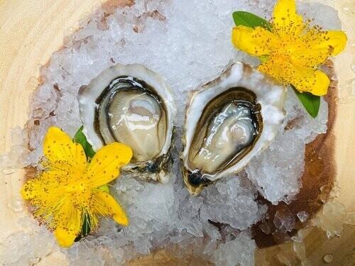 Samish Pearl Oyster-1Dz