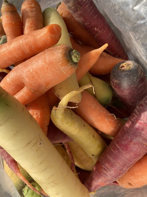 Rainbow Carrots, Ralph’s Greenhouse- 2#