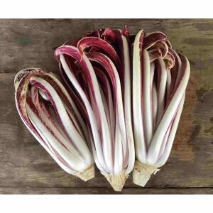 Treviso Tardivo, Hayshaker Farm-1/2#