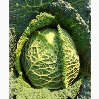 Savoy Cabbage (Organic), CA-1e (Large)