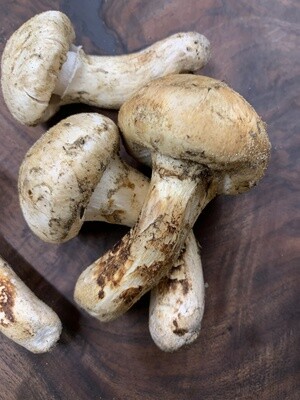 Matsutake Mushroom, PNW -6oz