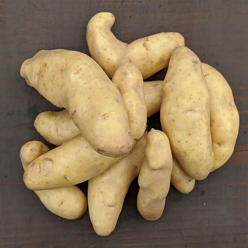 Austrian Crescent Fingerling Potatoes, WTF-2#