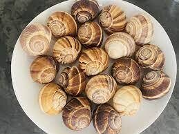 Snail Shells, Sabarot (Empty)- 3dz