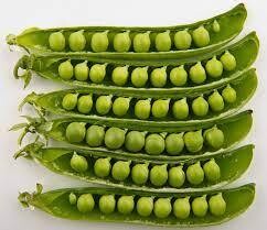 English Peas, CA-1#