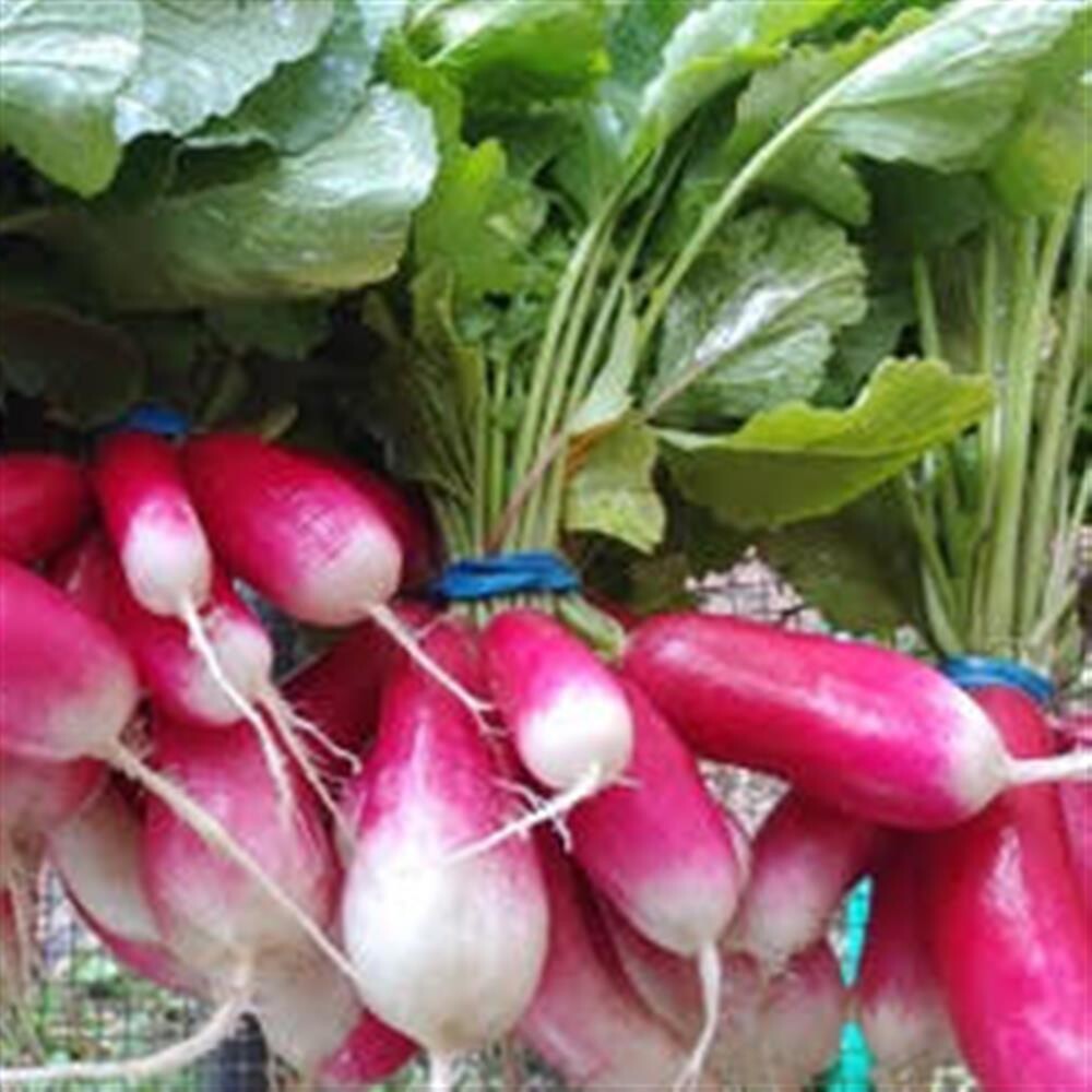 Breakfast Radish, Dixie Acres-1 bunch