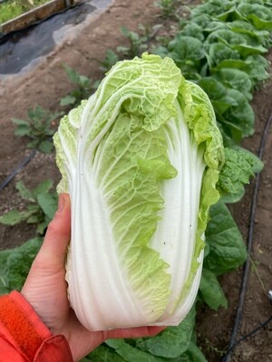Napa Cabbage, Welcome Table Farm-1 head