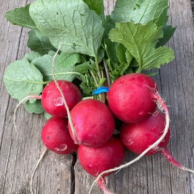 Red Radish (Bunched), Hayshaker-1e