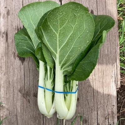 Bok Choi, Hayshaker-1 Bunch