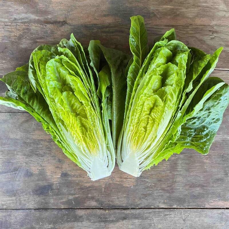 Red 'Rosie' Romaine Lettuce, Hayshaker-1 head