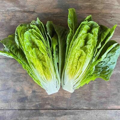 Red 'Rosie' Romaine Lettuce, Hayshaker-1 head