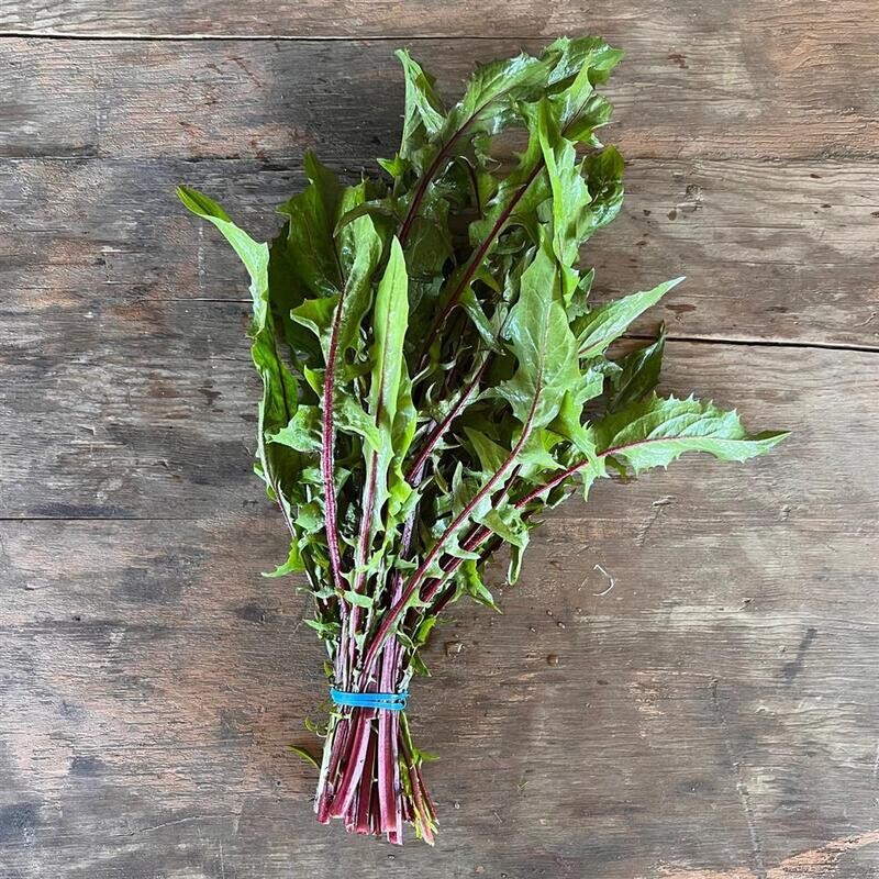 Dandelion (Chicory), Hayshaker-1 bunch