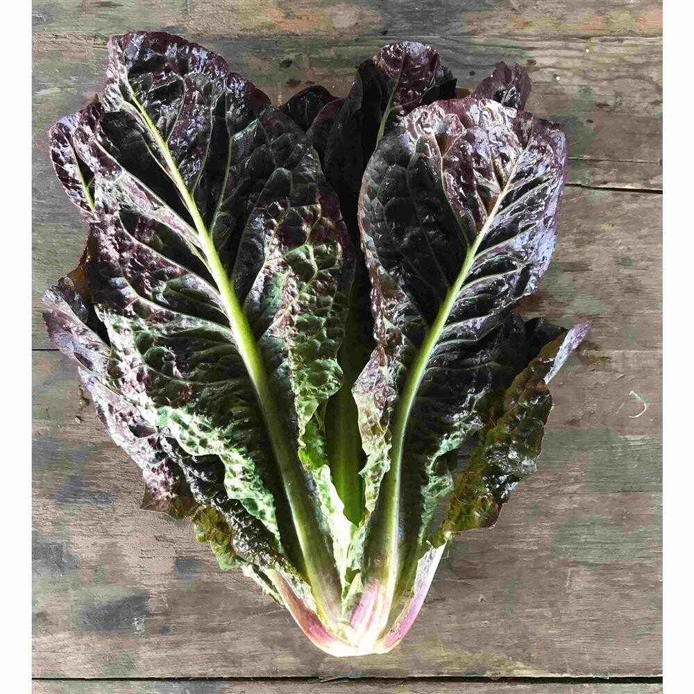 Red &#39;Rosie&#39; Romaine Lettuce, Hayshaker-1 head