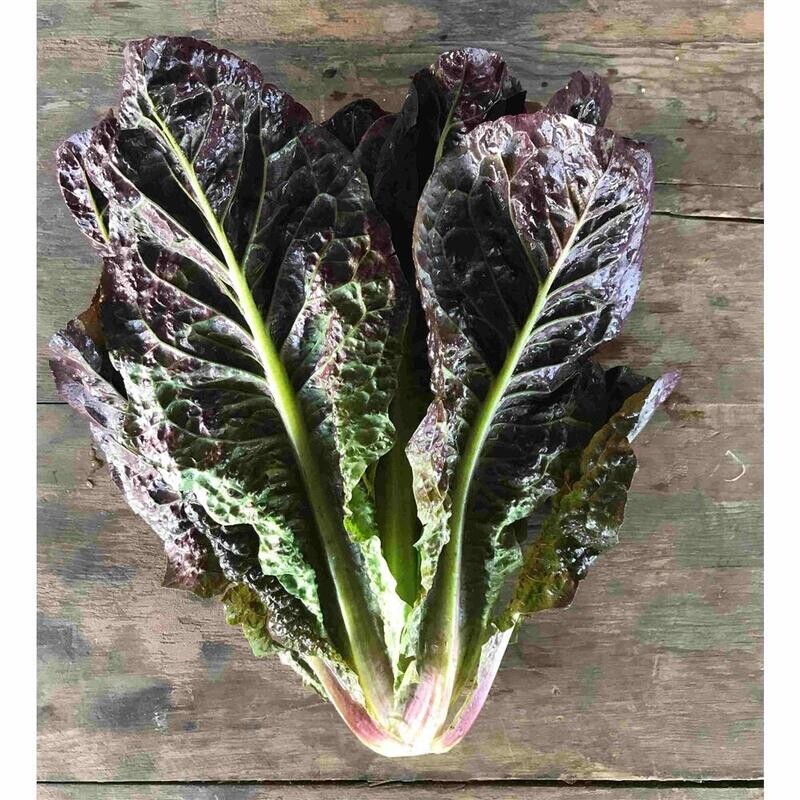 Red &#39;Rosie&#39; Romaine Lettuce, Hayshaker-1 head