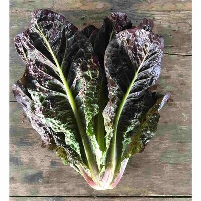 Red 'Rosie' Romaine Lettuce, Hayshaker-1 head