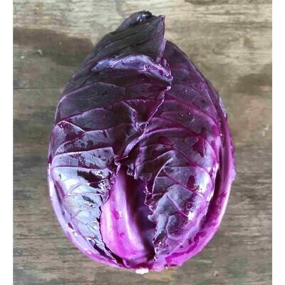 Red Cabbage (medium), WTF-1e
