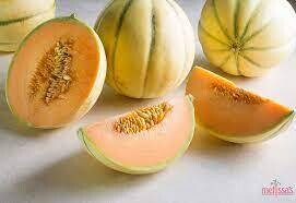Charentais Melon, WTF-1e