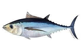 Albacore Tuna, Oregon-1#