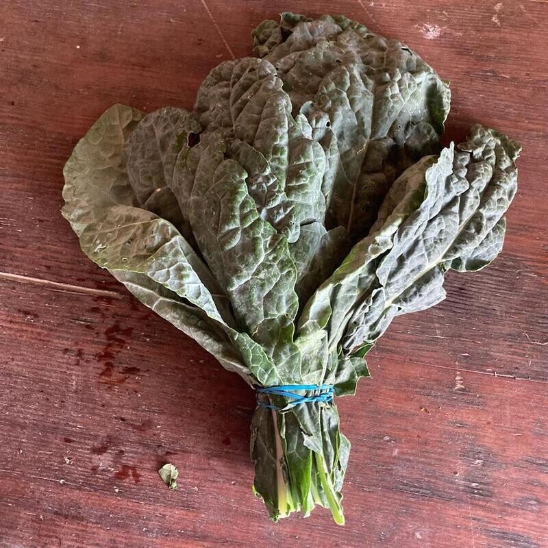 Lacinato Kale, WTF-1 bunch