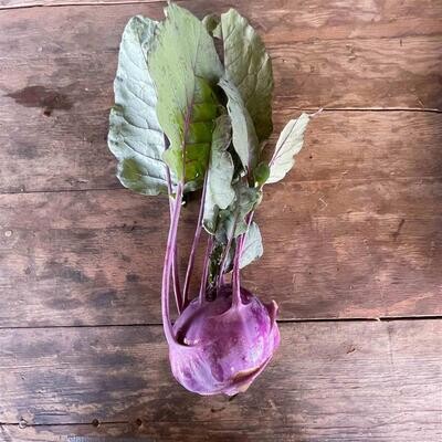 Kohlrabi, WTF-1e
