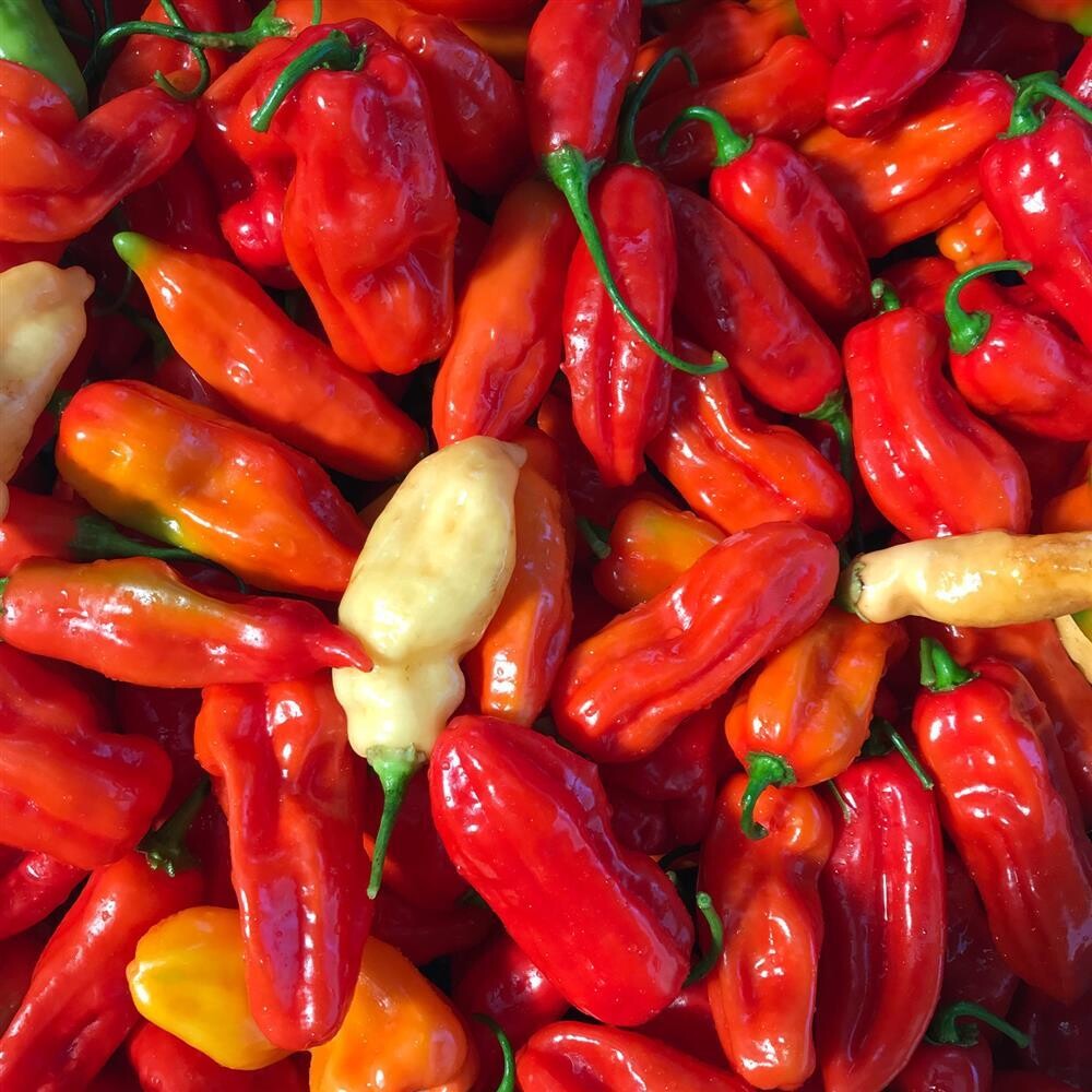 Habanada Pepper, Hayshaker-1/2#
