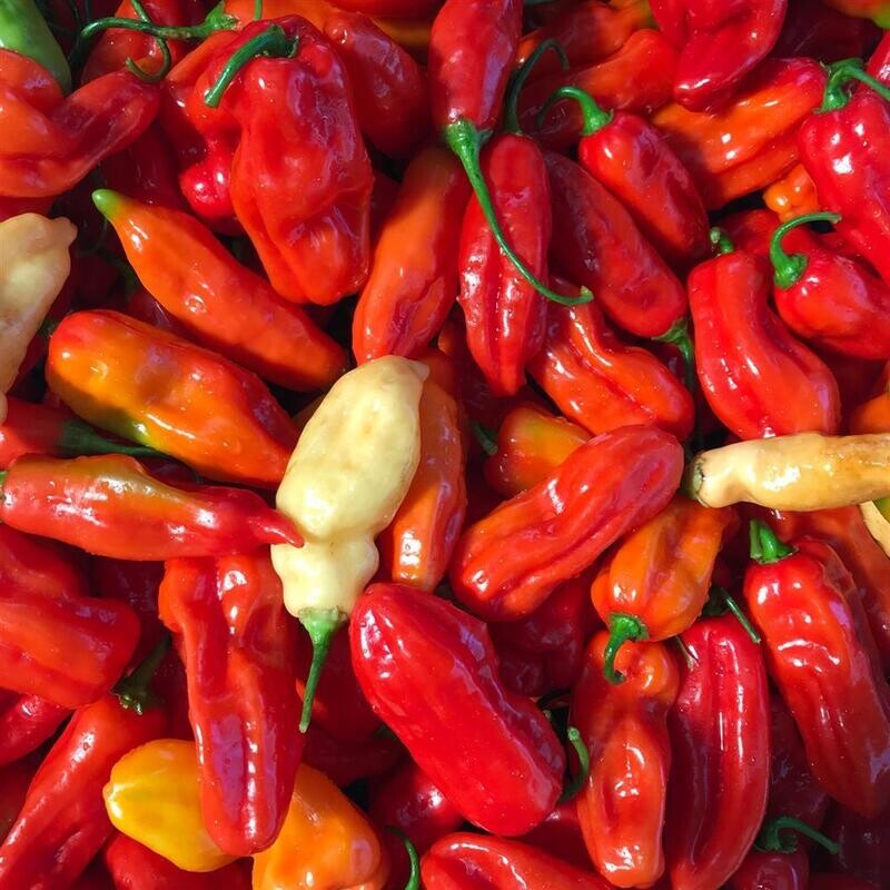 Habanada Pepper, Hayshaker-1/2#