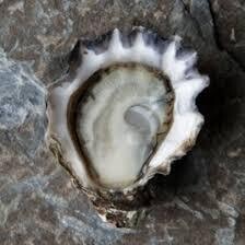 Shinsei Oysters-1Dz