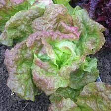 Green Butterhead Lettuce, WTF-1e