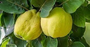 Quince, CA-2e Lrg