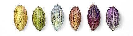 Mini Bar Gift Set, Marou-6 x 24g