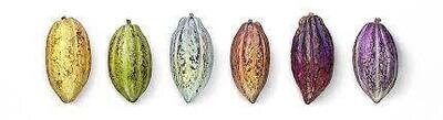 Mini Bar Gift Set, Marou-6 x 24g