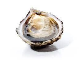 Aphrodite Oyster, Hama Hama-1Dz