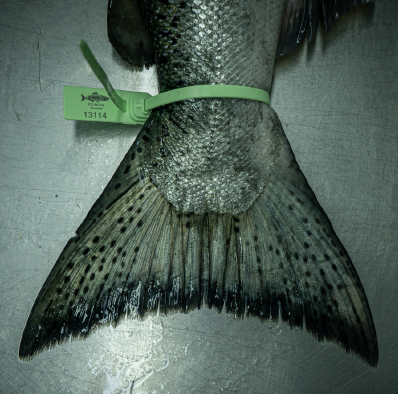 King Salmon, Patagonia-1#