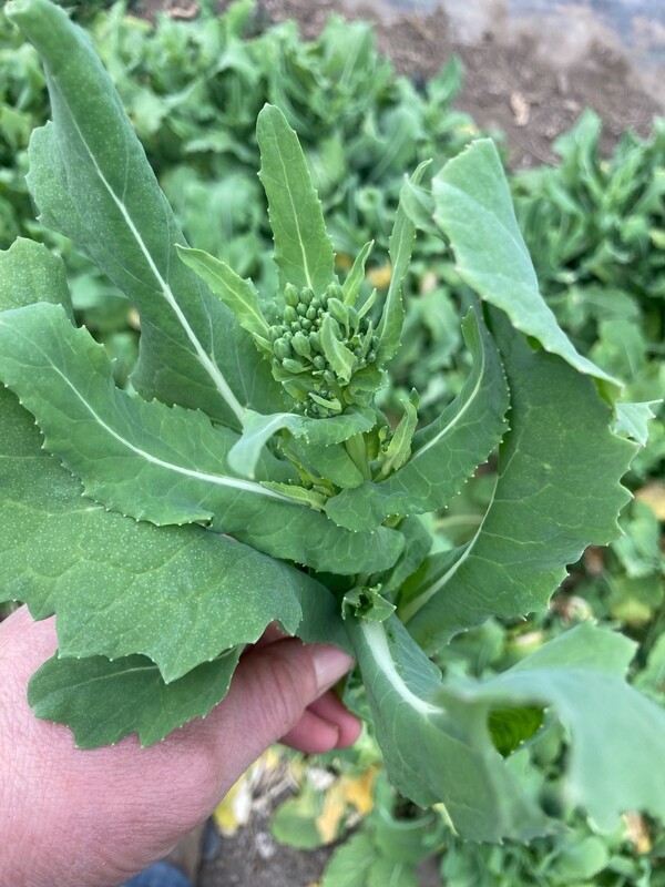 Collard Rapini, WTF-1 bunch