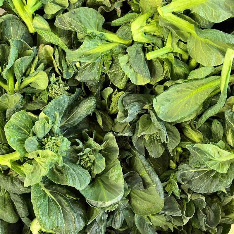 Tatsoi, Hayshaker-1 bunch