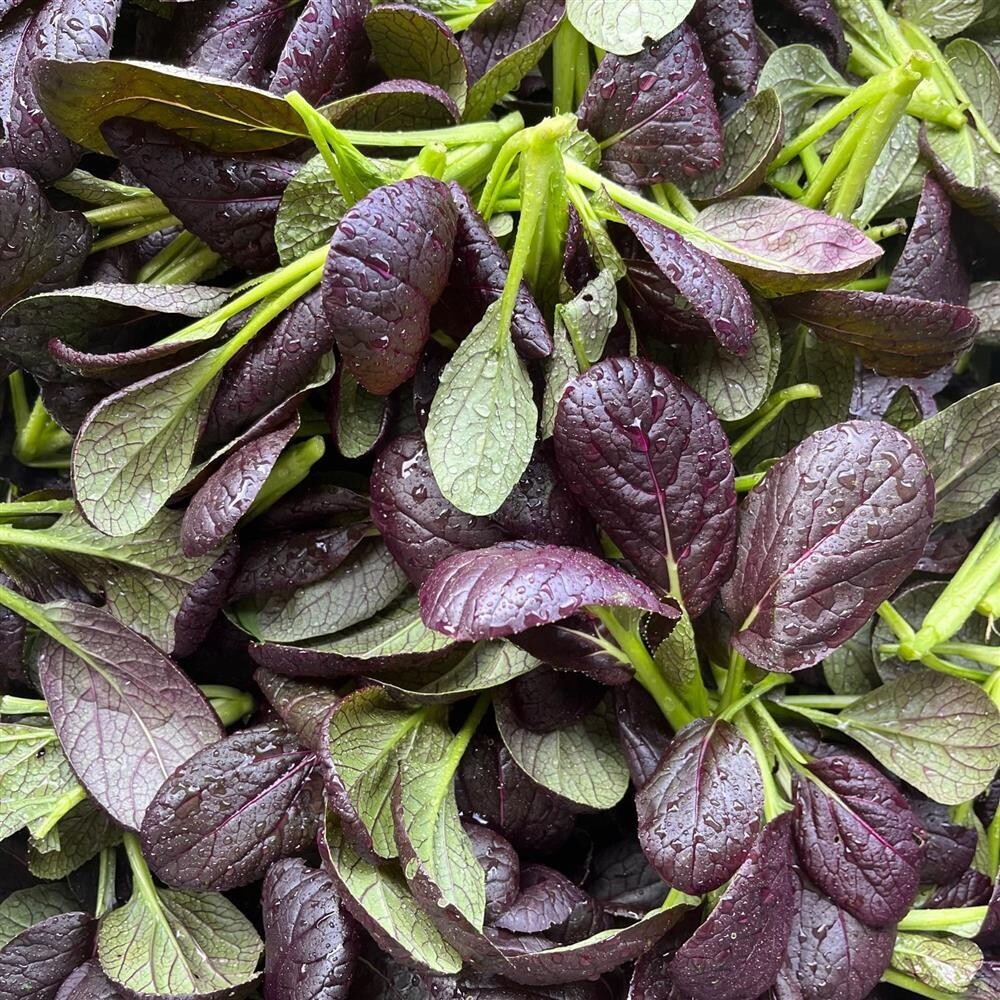 Red Choy, Hayshaker-1/2#
