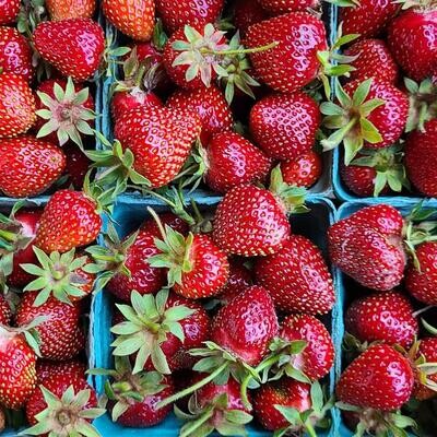 Strawberries, WTF-1 pint
