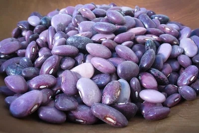 Ayocote Morado Bean, Rancho Gordo-1lb