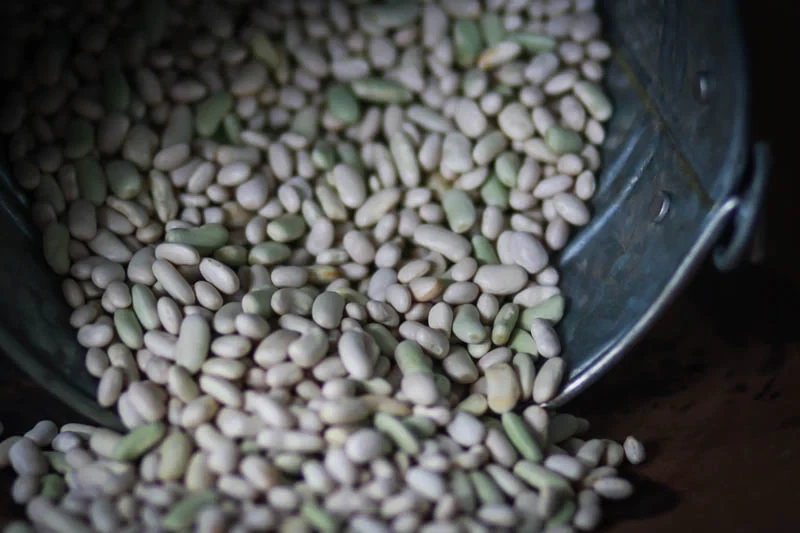 Flageolet Bean, Rancho Gordo-1lb
