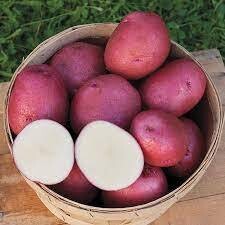 Red Norland Potato, WTF-2#