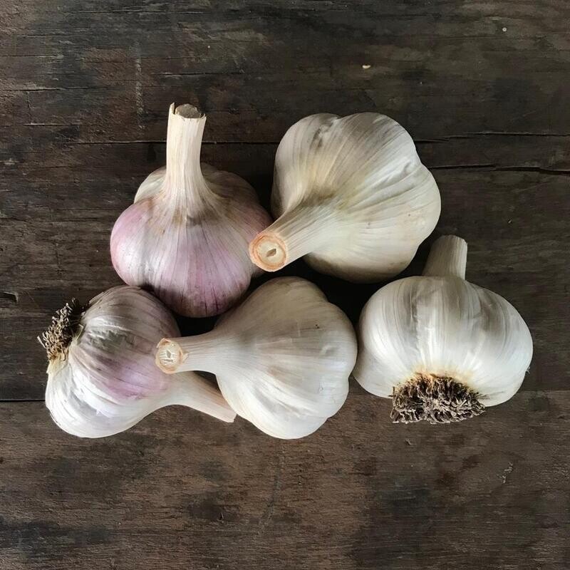 Garlic Head (large), CA-1e