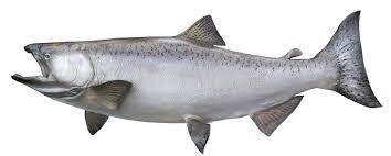 King Salmon, Columbia River, WA-1#