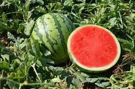 &#39;Ocelot&#39; Watermelon (Organic &amp; Seedless), Moonlight Melons-1e