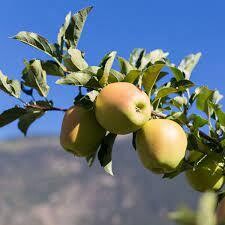 Criterion Apples, Edward&#39;s Farm (avg 1.5#)-3e