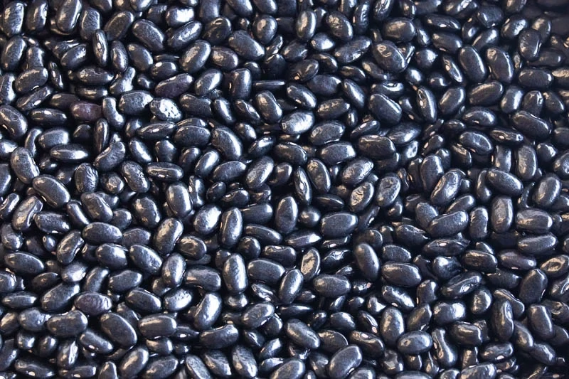 Frijol Negro de Vara, Rancho Gordo-1#