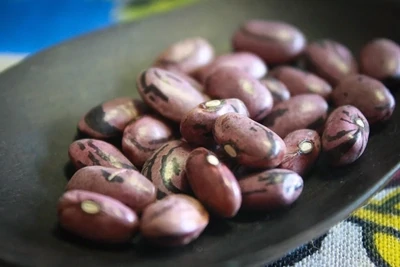 Rio Zape Bean, Rancho Gordo-1#