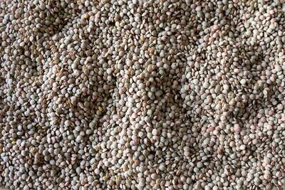 Puglia Lentil, Rancho Gordo-1#