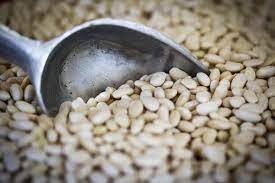 Ayocote Blanco Bean, Rancho Gordo-1#
