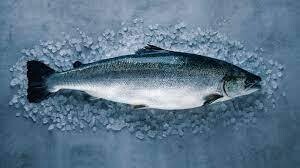 Norwegian Atlantic Salmon -1#